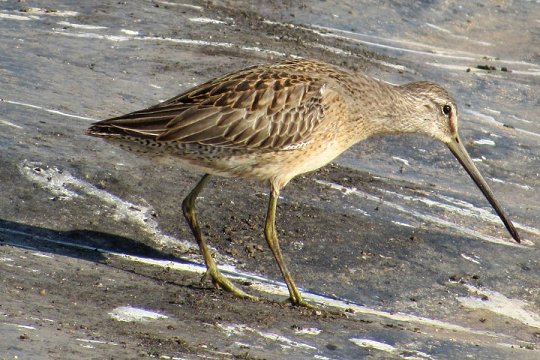 Long-billed Dowitcher at the Middleton Sewage Lagoons, NS on Sep. 27, 2019 - Larry Neily